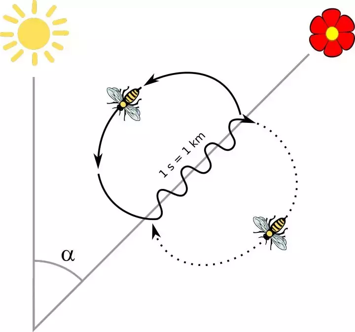 如何区分黄蜂、蜜蜂、马蜂、胡蜂……各种蜂？