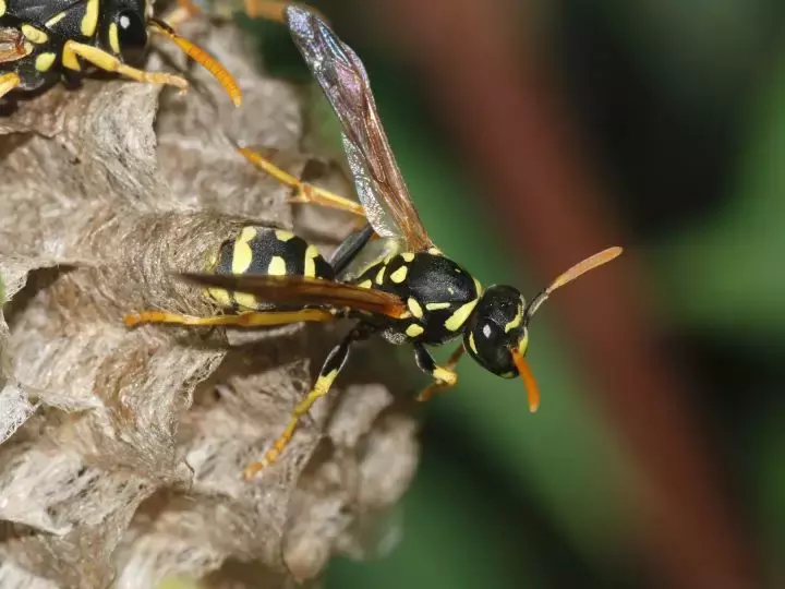 如何区分黄蜂、蜜蜂、马蜂、胡蜂……各种蜂？