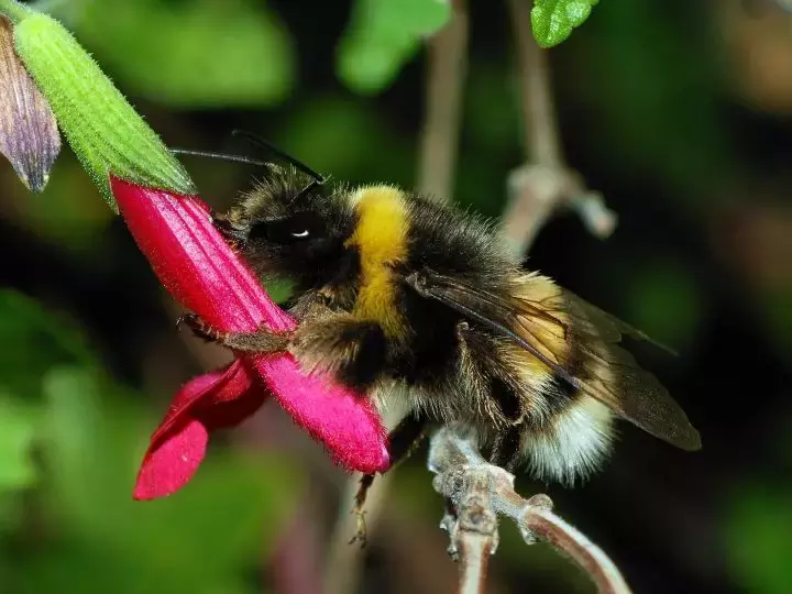 如何區分黃蜂、蜜蜂、馬蜂、胡蜂……各種蜂？