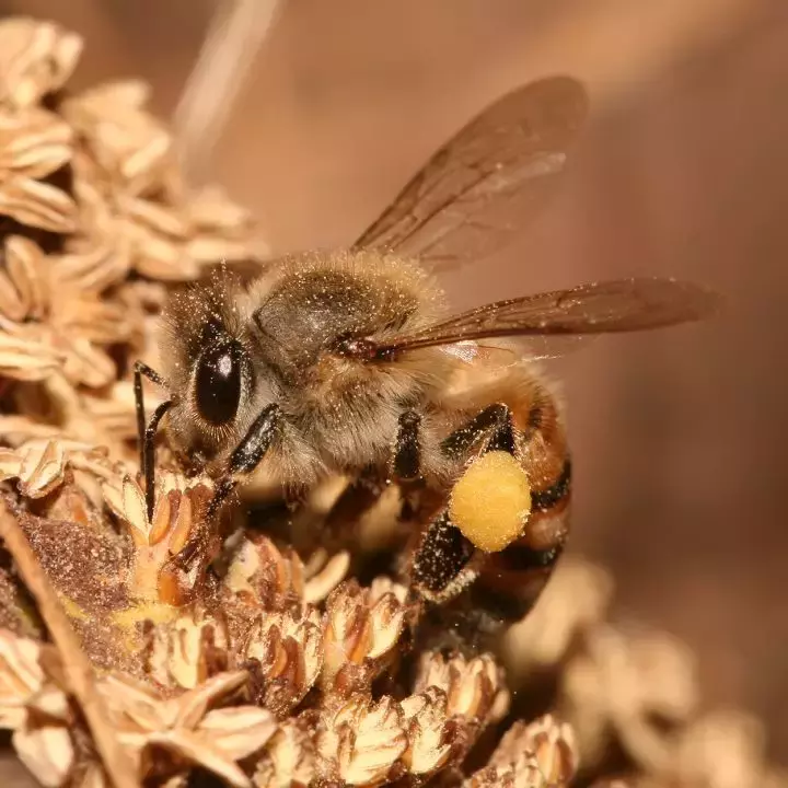 如何區分黃蜂、蜜蜂、馬蜂、胡蜂……各種蜂？