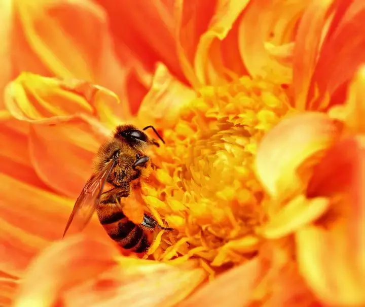 如何區分黃蜂、蜜蜂、馬蜂、胡蜂……各種蜂？