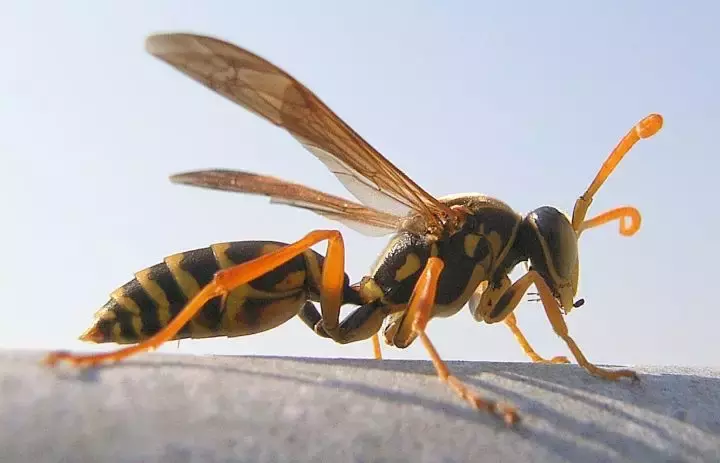 如何区分黄蜂、蜜蜂、马蜂、胡蜂……各种蜂？