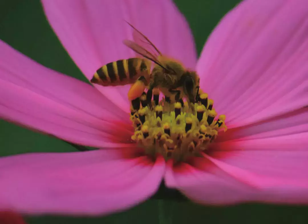 如何區分黃蜂、蜜蜂、馬蜂、胡蜂……各種蜂？