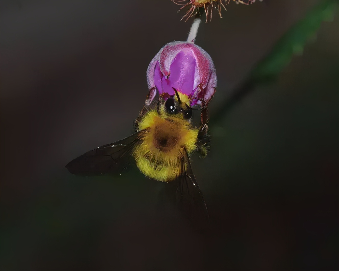 如何區分黃蜂、蜜蜂、馬蜂、胡蜂……各種蜂？