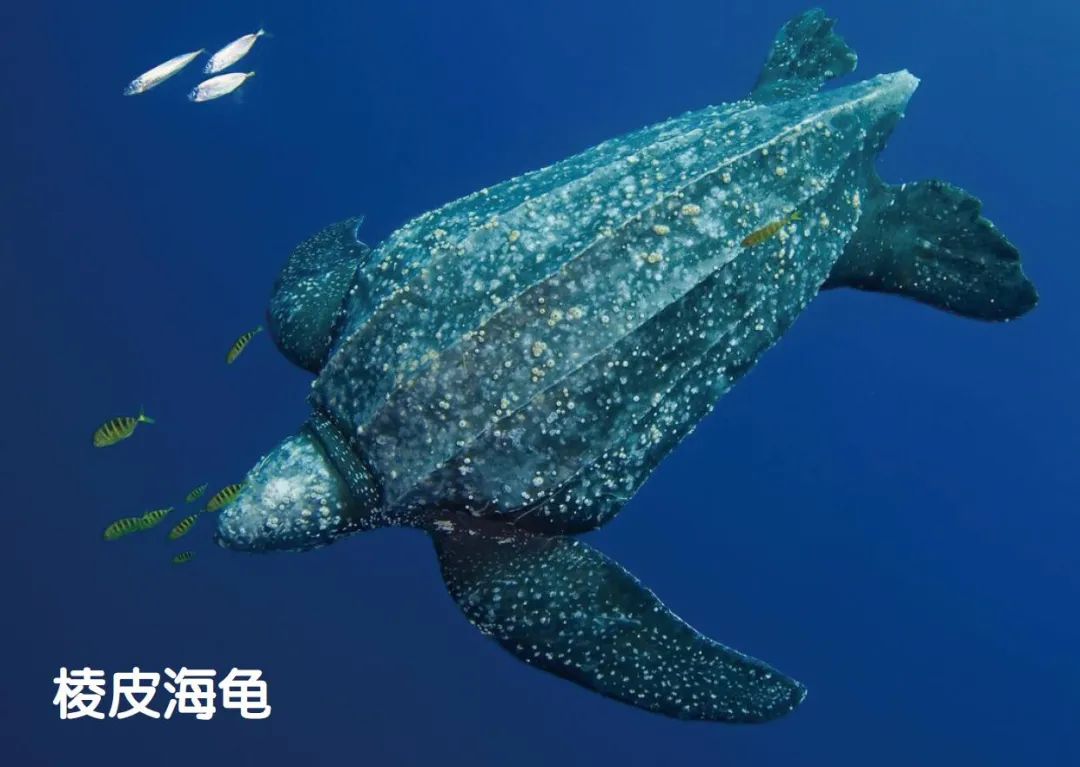 自然界的“解毒大师”中谁最强?