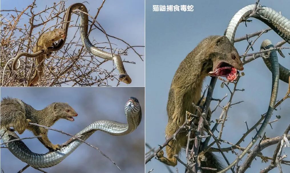 自然界的“解毒大师”中谁最强?