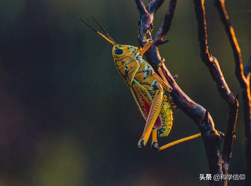 昆虫没有脑袋照样活，这是为什么？