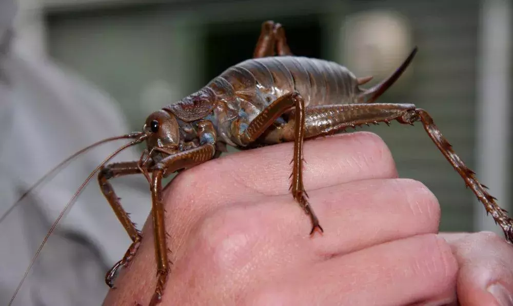 为什么昆虫体型总是那么小？