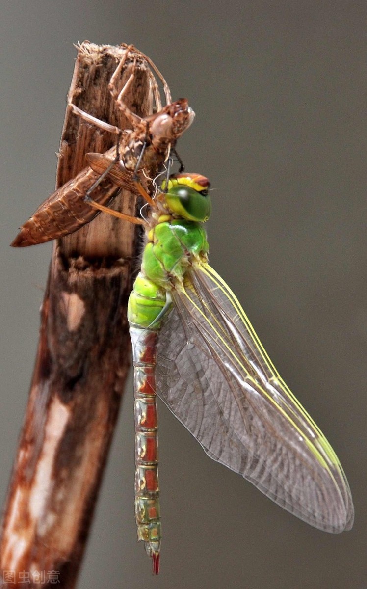 飞跃北美的迁徙性蜻蜓—碧伟蜓