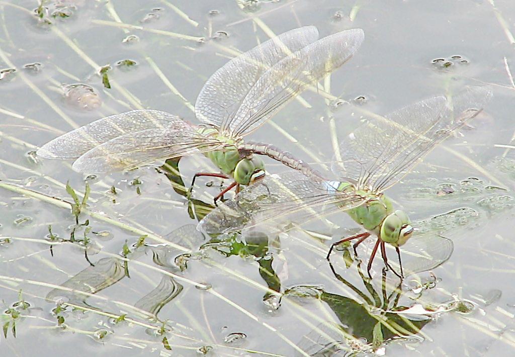 飞跃北美的迁徙性蜻蜓—碧伟蜓