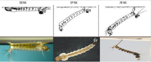 自述｜越冬蚊虫的防治