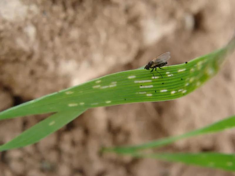 这个虫叫地图虫，自然界中会画画的虫，很多人没见过它的真面目！