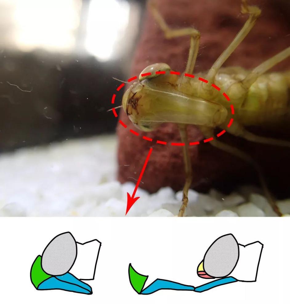 "异形"原型？水下又一凶猛昆虫出现，原来是蜻蜓稚虫——水虿