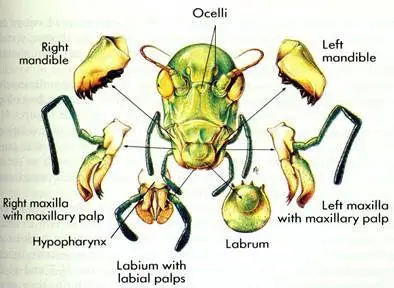 不咬人的虫子是相似的，咬人的虫子各有各的武器！