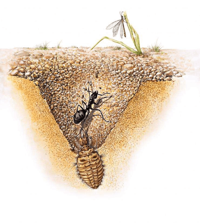 蚂蚁的克星，昆虫界的挖掘能手，精心等待猎物上钩