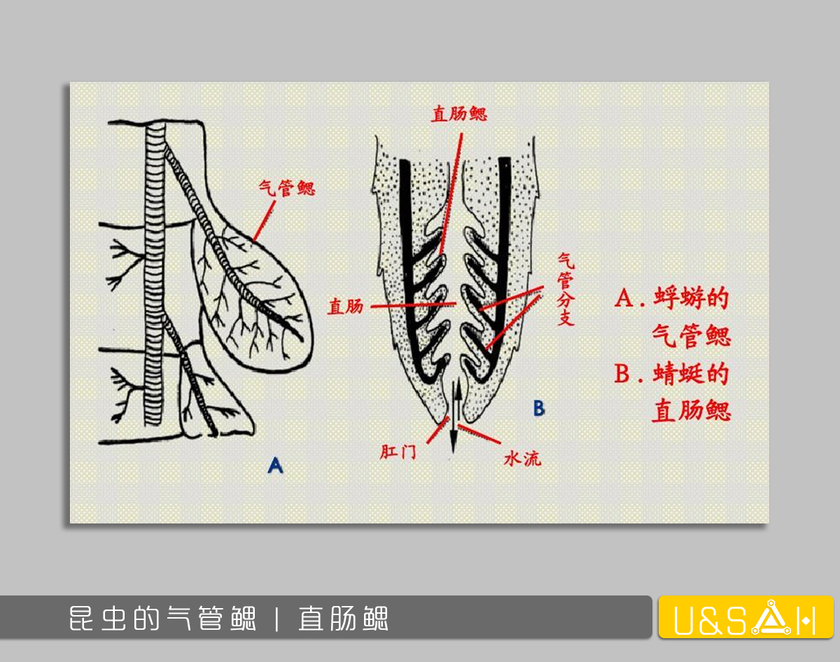 世间最变态的生物是什么？是蝴蝶！最残忍的生物呢？还是蝴蝶