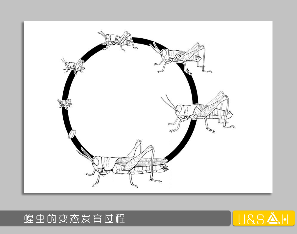 世间最变态的生物是什么？是蝴蝶！最残忍的生物呢？还是蝴蝶