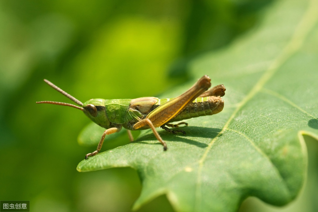 世间最变态的生物是什么？是蝴蝶！最残忍的生物呢？还是蝴蝶