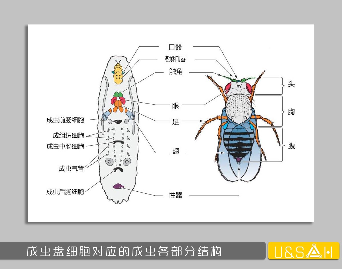 世间最变态的生物是什么？是蝴蝶！最残忍的生物呢？还是蝴蝶