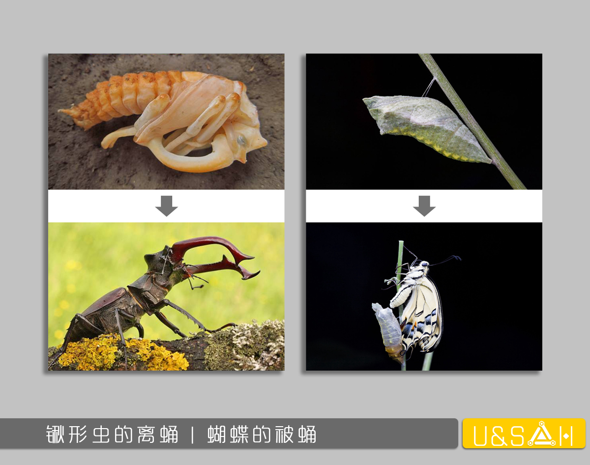 世间最变态的生物是什么？是蝴蝶！最残忍的生物呢？还是蝴蝶