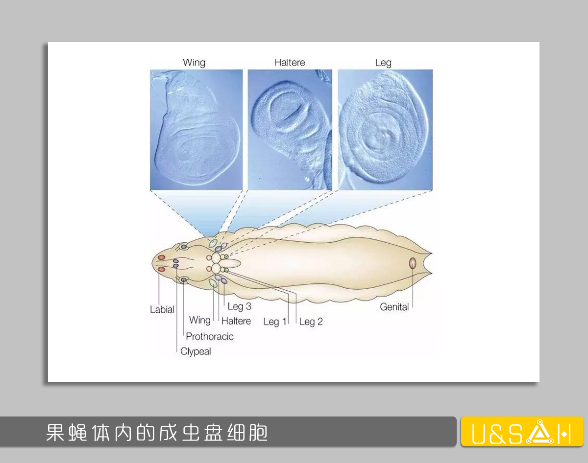 世间最变态的生物是什么？是蝴蝶！最残忍的生物呢？还是蝴蝶