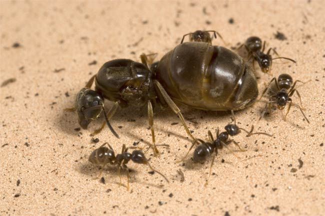 蟻后死亡后，蟻群如何運轉？改朝換代還是走向滅亡？
