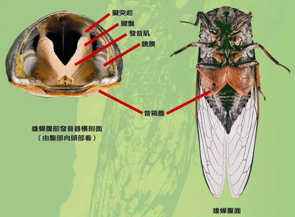 为什么天越热，蝉叫得越厉害？原来是这个原因