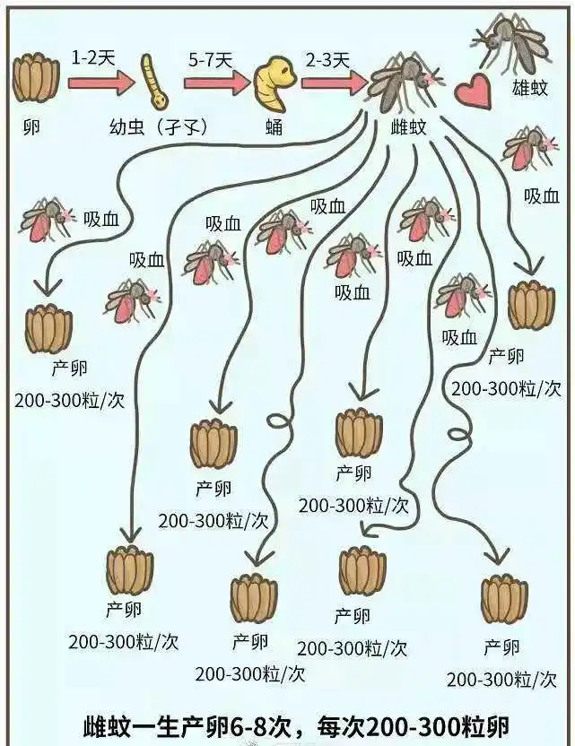 雌蚊子只需交配一次便可终身产卵，你知道吗？