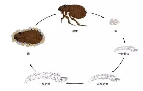 家中看不见的跳蚤哪里来的？要怎么处理？