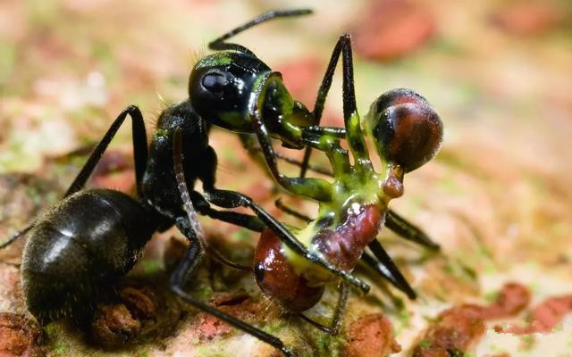 “自我爆炸”换取族群生存，集体高于一切，爆炸蚂蚁的舍生取义