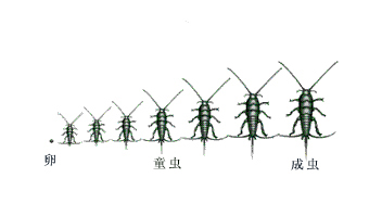 房屋内的虫子之衣鱼，爱啃食书籍，在图书、谷类和衣服中均可发现