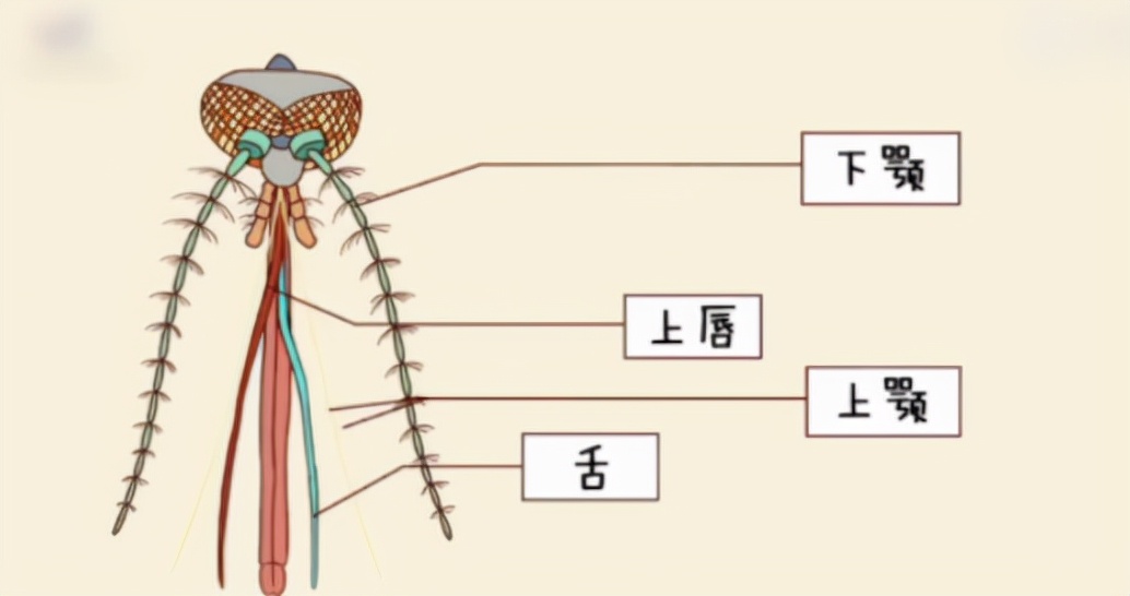 蚊子本身有血液吗？吸血竟不是为了填饱肚子