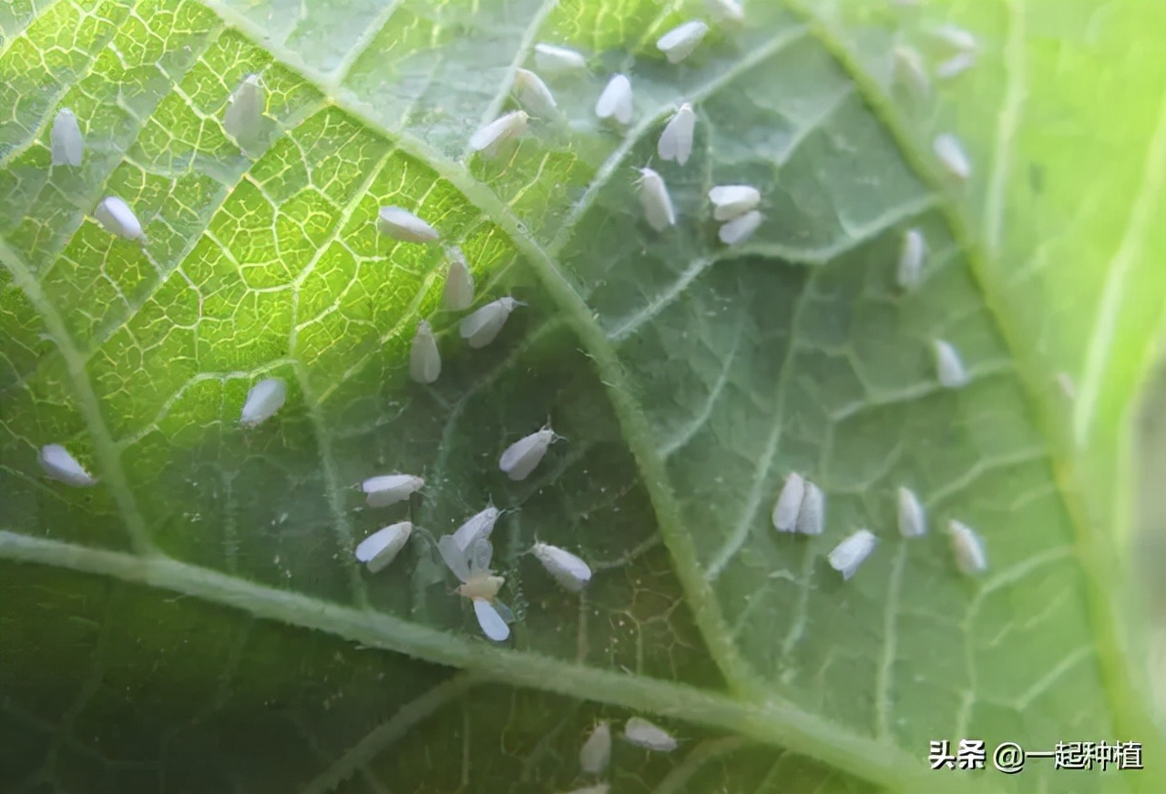 白粉虱最怕什么？