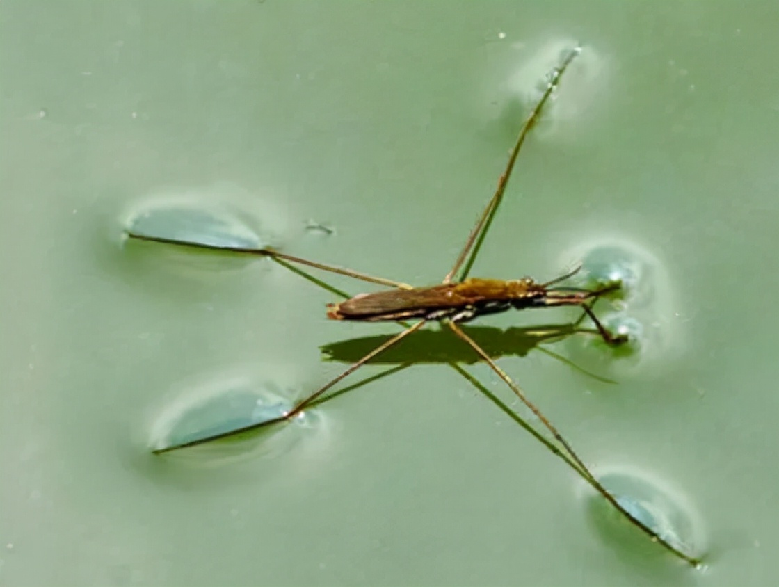 这种会“水上漂”的虫子，到底是什么？是益虫还是害虫呢？