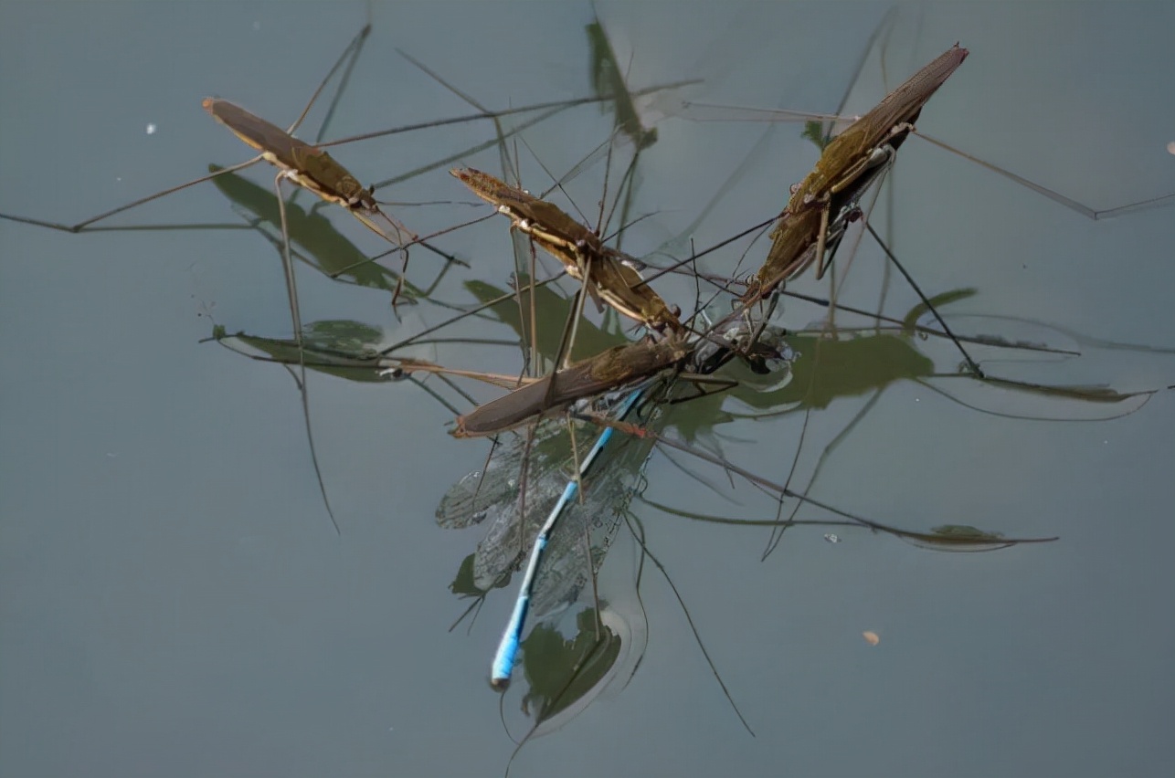 这种会“水上漂”的虫子，到底是什么？是益虫还是害虫呢？