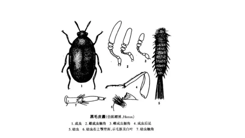 家里总出现这种黑色硬壳小虫子，为什么？