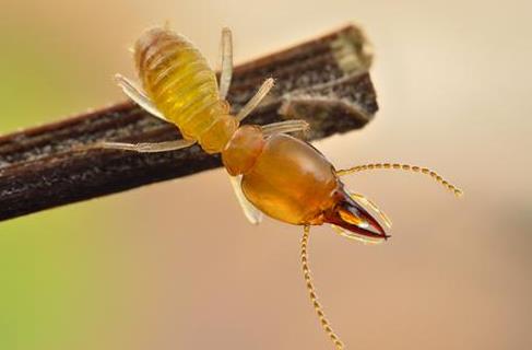 虫类的”自卫绝技“它们能使出各种各样的”小聪明“来保护自己