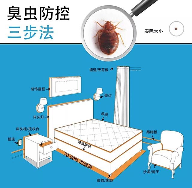 家里发现臭虫 应该怎么消灭它们