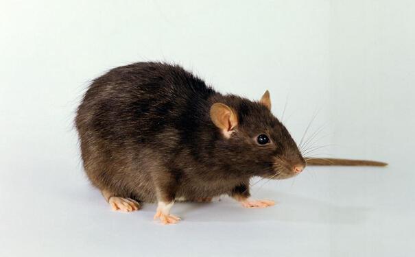 家庭最佳灭鼠方法,看完就可以"灭鼠大战"了