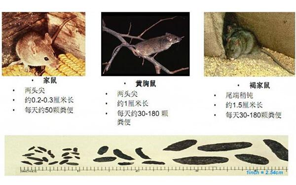 家庭最佳灭鼠方法,看完就可以"灭鼠大战"了