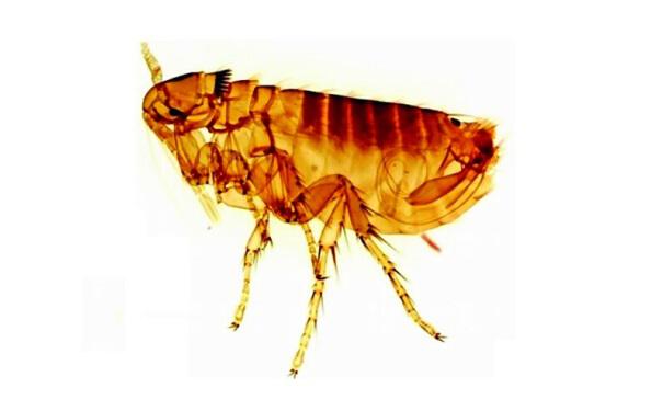 杀虫公司教你如何消灭跳蚤