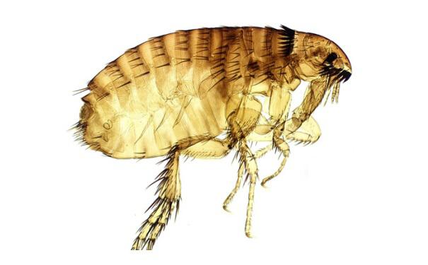 这种菌通过老鼠身上的跳蚤(鼠蚤)*给人类.