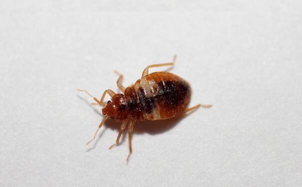 家里有臭虫怎么办?怎样有效的预防臭虫?