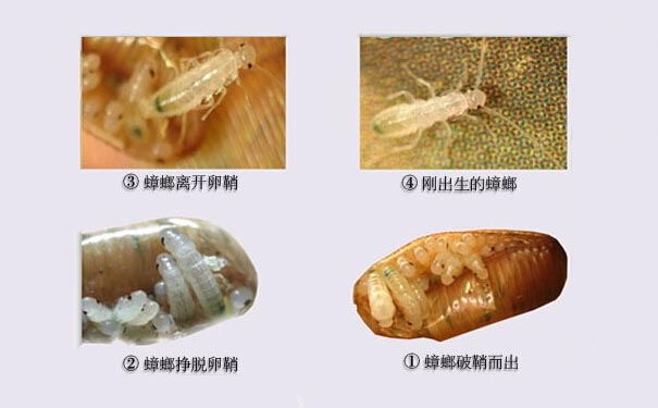 消灭蟑螂!结合环境才最好