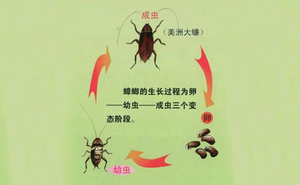 消灭蟑螂!结合环境才最好