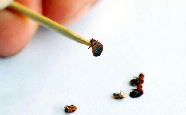 家里有臭虫怎么办?怎样有效的预防臭虫?
