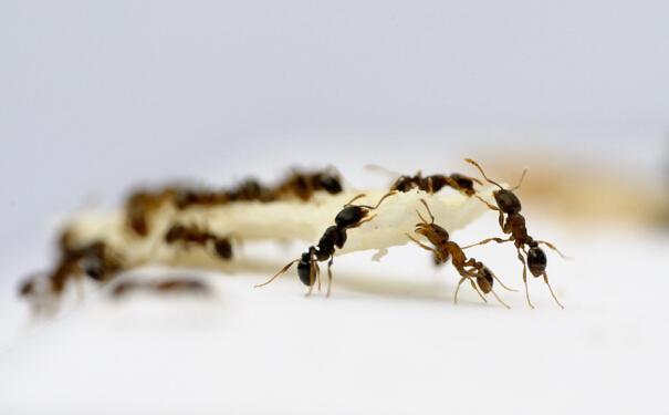 除虫公司帮帮拜思特告诉大家:蚂蚁虽小危害不小