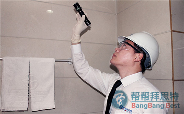 衣鱼是什么?杀虫公司如何防治