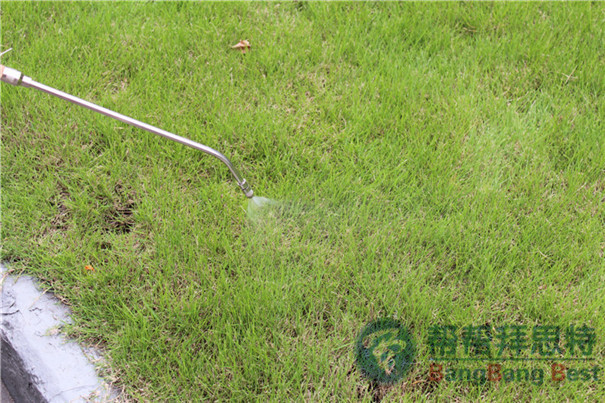 苍蝇怎么消灭?苍蝇的危害有哪些?