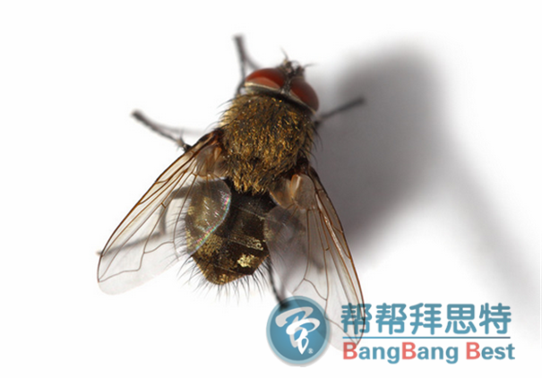 除虫公司防治苍蝇最有效的方法